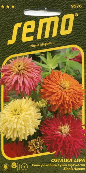 Cactus flowered elegant zinnia (mix)